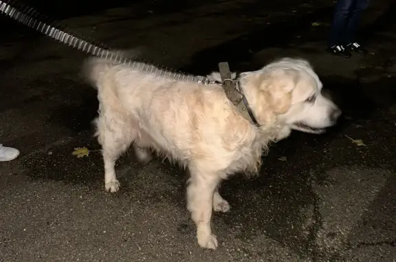 Найдена собака: Ставропольская, 97