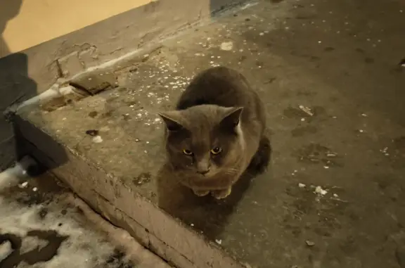 Найден серый кот: Учинская 3к1, Мск