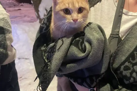 Найден кот: Кантемировская, 39а