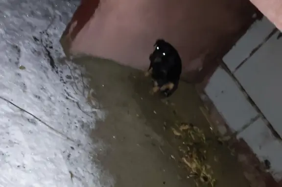 Найдена собака: Серго Орджоникидзе, 12к2