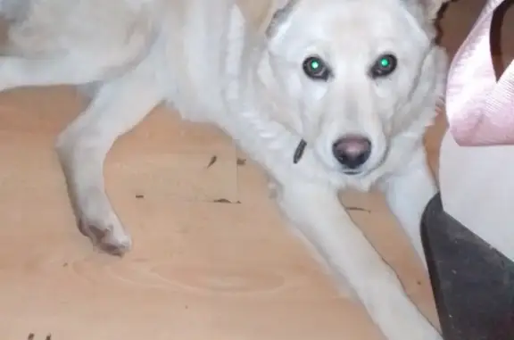 Найдена собака: Лавочкина, 55, Смоленск
