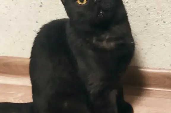 Найдена черная кошка: Дзержинского, 7
