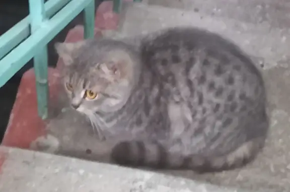 Найдена кошка: Знаменская ул., 4