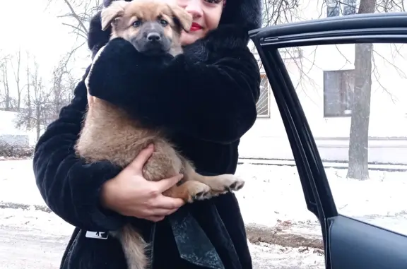 Найдена собака на ул. Кутузова, Тула