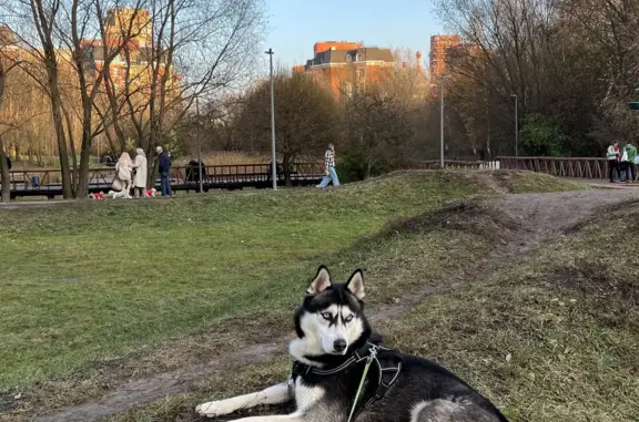 Пропала собака в ДНП Спасское