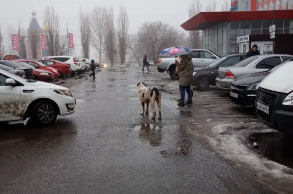 Найдена собака, Ново-Астраханское, 80