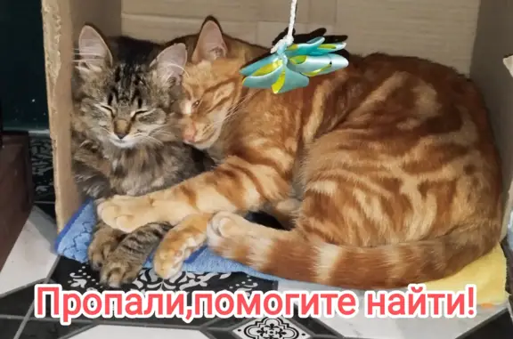 Пропал рыжий кот: Орловская ул., Муром