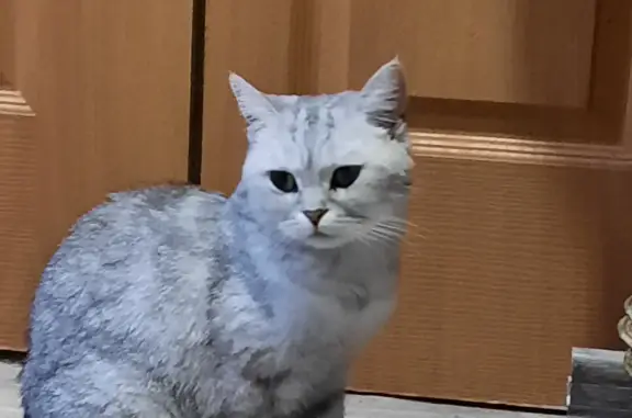 Найдена кошка: Запорожская, 66А