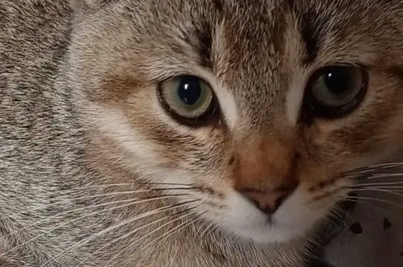 Пропала кошка: Комсомольская, 46