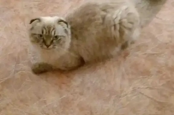 Пропала кошка: Пушкина, 53, Елань-Колено