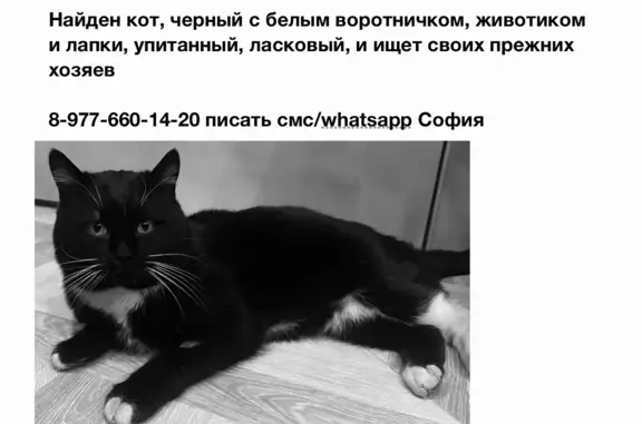 Черно-белый кот найден, Москва