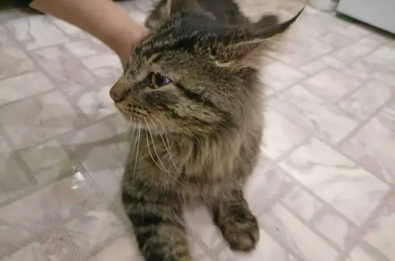 Найдена кошка ул.Чехова, 49, Ревда