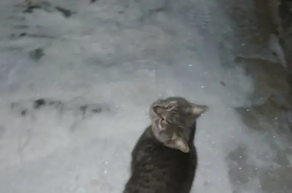 Найдена кошка, пр-т Ленина, 35, Ухта