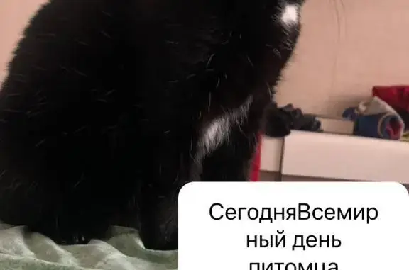 Пропал кот Васька: Горького, 168