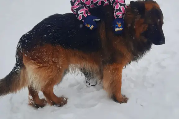 Пропала собака Фин: Зелёный Ручей, 11