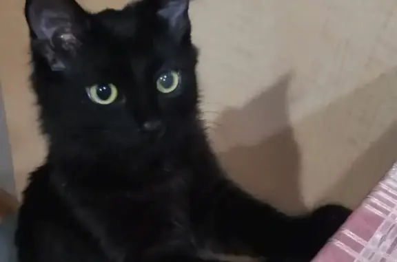 Пропала чёрная кошка: Льва Толстого, 26