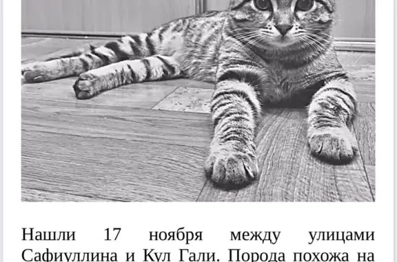 Найдена кошка: Ю. Фучика, 5, Казань