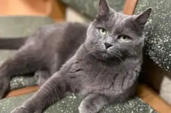 Кошки потеряшки, Ульяновск, фото: Потеряшка кошка: Робеспьера, 101