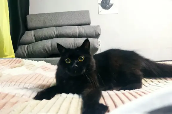 Пропала кошка: Пушкина, 14, Ливны