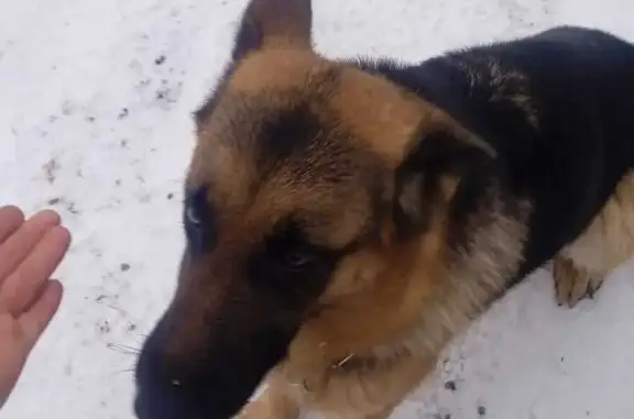 Найдена собака: СНТ Жемчужина, Якиманское
