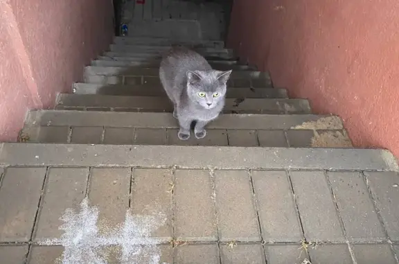 Найдена кошка: Моск. пр-кт, 90 к1, Воронеж