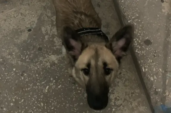 Найдена собака: Моск. шоссе, 276, Самара