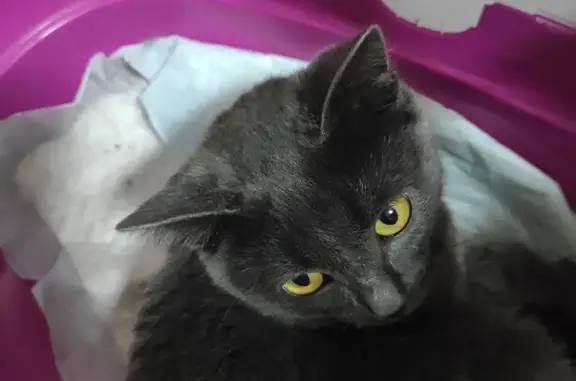 Найдена кошка: Хользунова, 15, Воронеж
