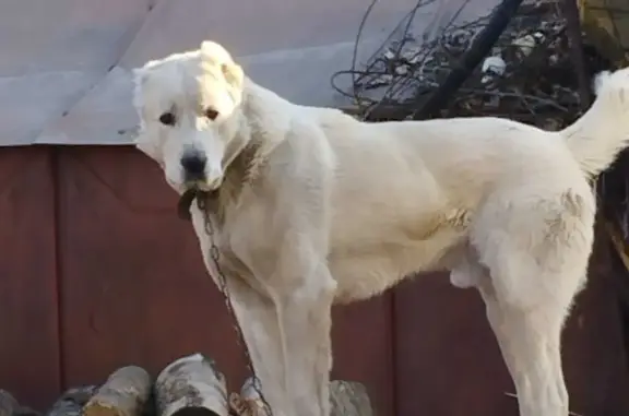 Пропала собака: Бабушкина, 15, Хабаровск