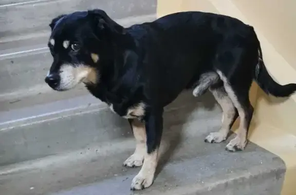 Найдена собака во Владивостоке, 4-5 лет