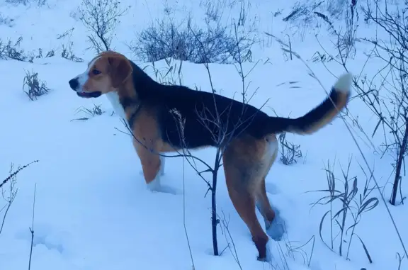 Пропала собака в Шемышейке 58Н-344
