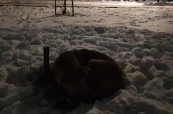 Собака найдена у ТЦ Феникс, В. Новгород