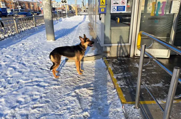 Найдена собака у метро Космонавтов