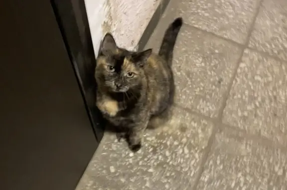 Найдена кошка: Вокзальная, Пушкино