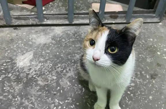 Найдена кошка на ул. Амундсена, ЕКБ