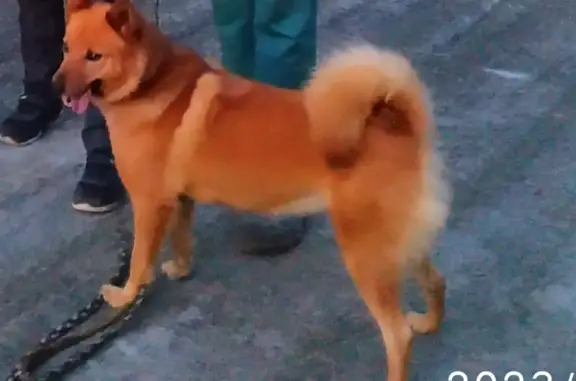Пропала собака у реки Шапша, Карелия