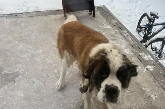 Найдена собака в Калинино, Хакасия