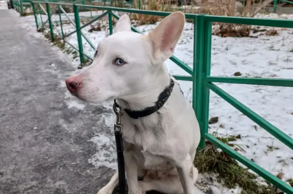 Собака найдена: Заречный, ул. Муравленко, 24