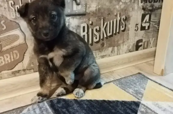 Щенок ищет дом: Школьная, Шипуново - photo