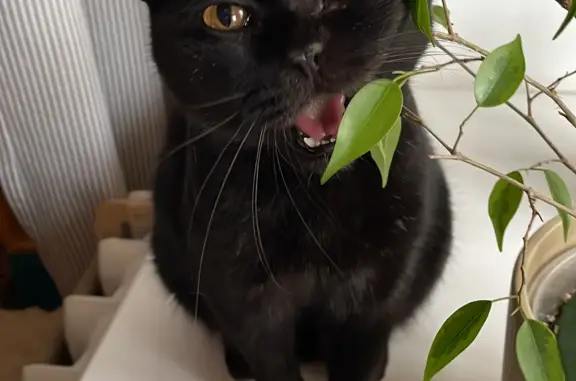 Найдена черная кошка: Агрохимик, линия 8
