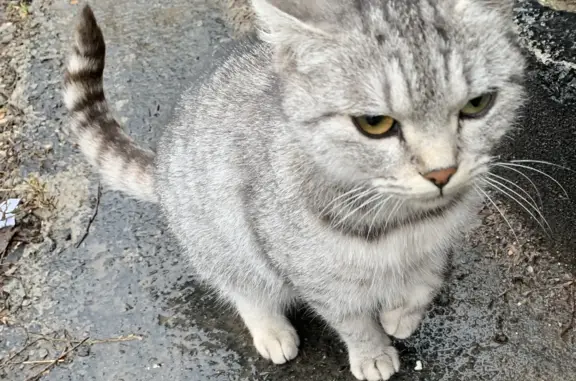 Найдена кошка: Февральская ул., 3А