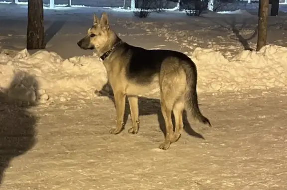 Найдена собака: ул. Дзержинского, Казань