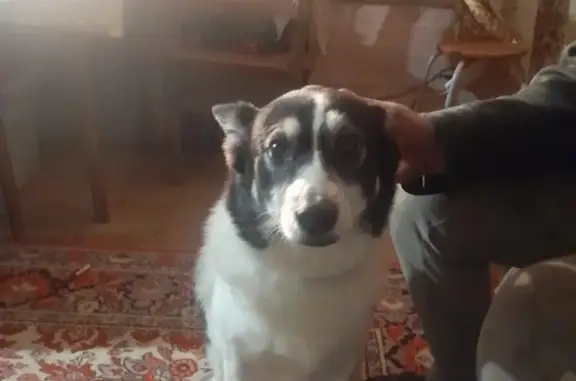 Найдена собака на Завеличенской, Псков
