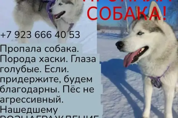 Собаки потеряшки, , фото: Потеряшка хаски, Моховской с/с, Алтай