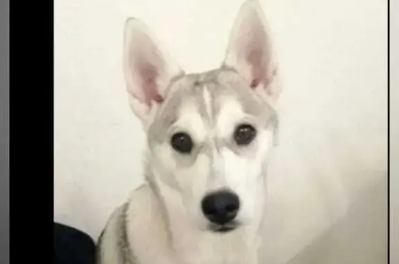 Пропала собака Боня в Гагарке