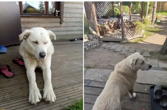 Найден пёс: ул. Перовской, Ульяновка