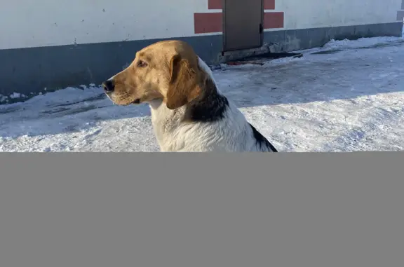 Найдена собака в Кемеровской обл.