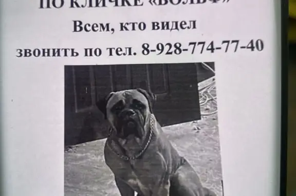 Пропала собака: Ерёменко, 12, Ростов