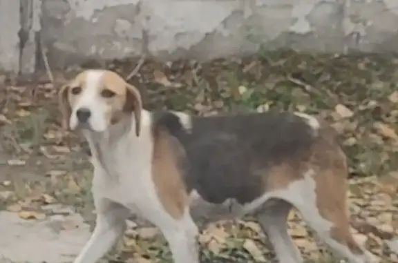 Пропала собака в Курске, Парковая