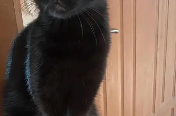 Чёрная кошка найдена, Орбитальная