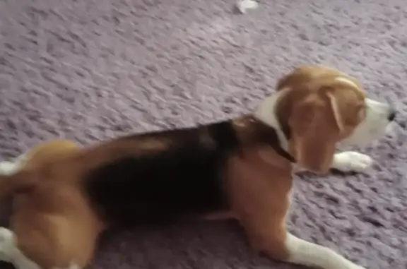 Собаки потеряшки, Санкт-Петербург, фото: Пропажа собаки: Новочеркасский, 56 к1